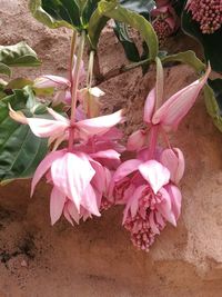 Close-up of pink flowers blooming outdoors