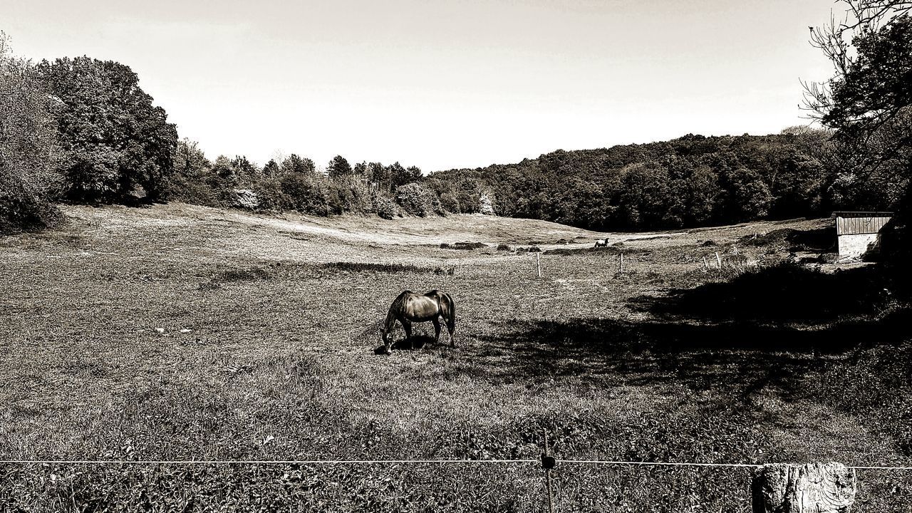 VIEW OF AN ANIMAL ON LAND