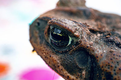 Close-up of lizard