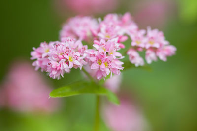 Close-up of pink flowers blooming outdoors