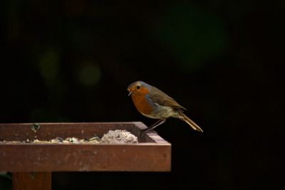 Close-up of bird perching on railing