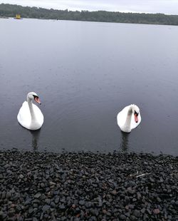 Swan on lake