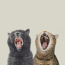 Close-up of cats yawning against white background