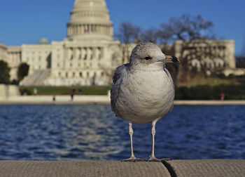 Close-up of seagull in front of capitol in washington, dc, usa