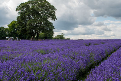 Purple flowering plants on field against sky