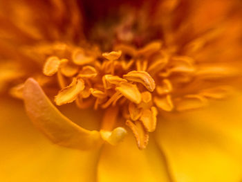 Close-up of yellow flowering rose 