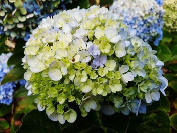 Close-up of white hydrangea flowers in park