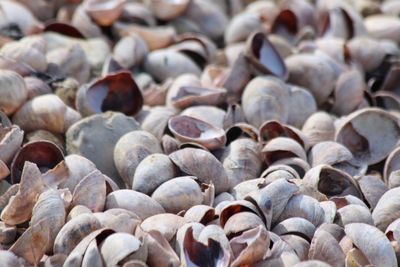 Full frame shot of pebbles