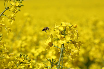 Close-up of bee pollinating on yellow flower