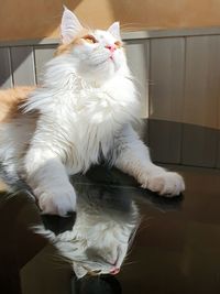 Cat relaxing on floor at home