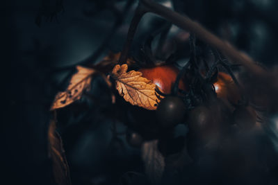 Close-up of dried leaves on plant