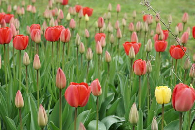 Red tulips in field