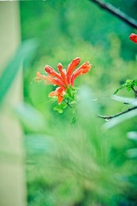 Close-up of red flower