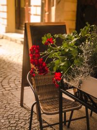 Potted plant on table