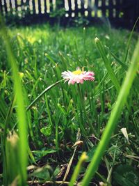Close up of flowers blooming in field