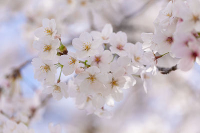 Close-up of white cherry blossoms