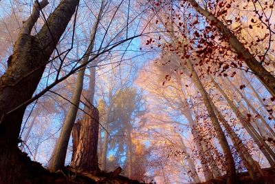Low angle view of trees against sky