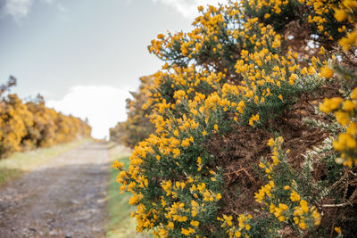 yellow