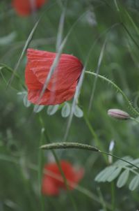 Close-up of red poppy blooming outdoors