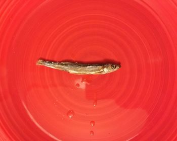 Close-up of red turtle in water