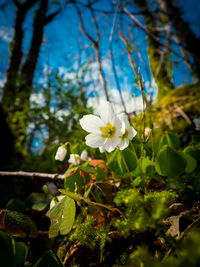 Close-up of white flowers