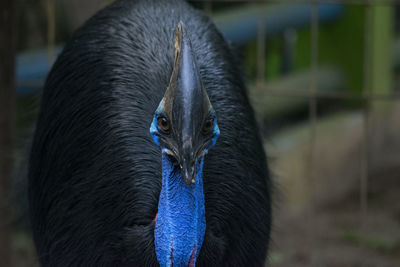 Close-up of peacock in cage