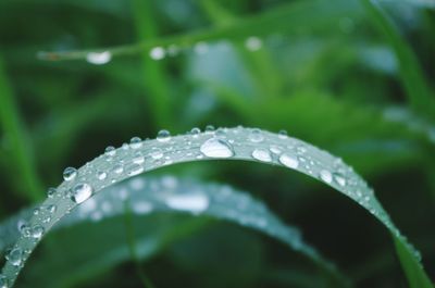Close-up of water drops on plant