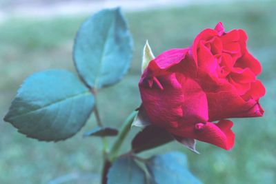 Close-up of pink rose blooming outdoors