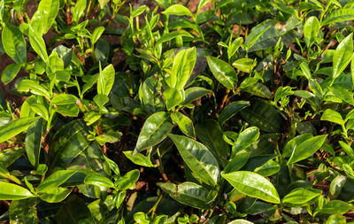 Tea gardens in the foothills of western ghat