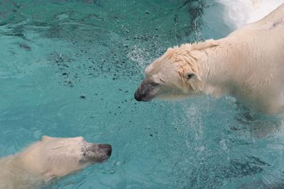 High angle view of polar bears swimming in pond at zoo