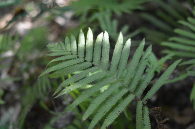 Close-up of fern leaves