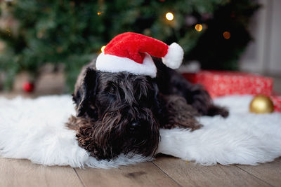 Black dog wearing festive costume sitting in christmas time with decorated tree on