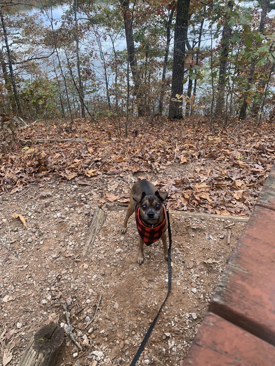 VIEW OF DOG ON STREET IN FOREST