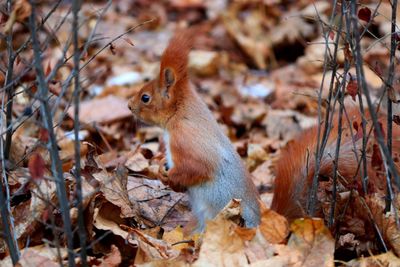 Squirrel on field during autumn