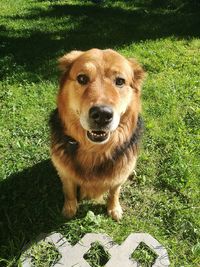 Portrait of dog sitting on grass