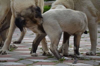 View of two dogs on street