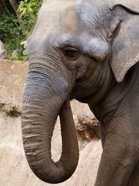 Close-up of asian elephant playfully putting trunk in mouth