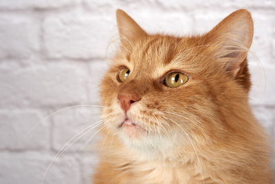 Portrait of an adult red cat, sad emotion, white background, close up