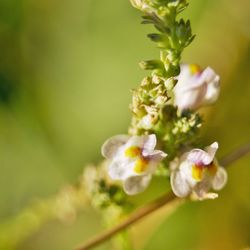 Close-up of white flowering plant