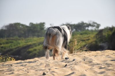 Horse standing in a field