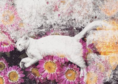 Butterfly on pink flowers