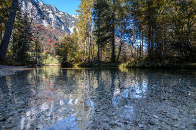 Scenic view of lake in forest against sky