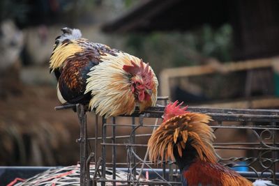 Close-up of rooster perching outdoors