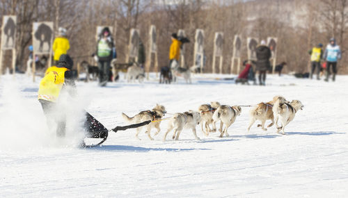 Traditional kamchatka dog sledge race elizovsky sprint on kamchatka. 