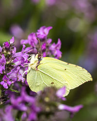 Close-up of butterfly pollinating on purple flower