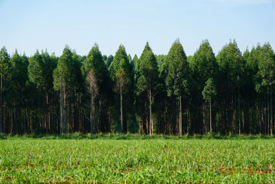 Panoramic view of trees on field against clear sky