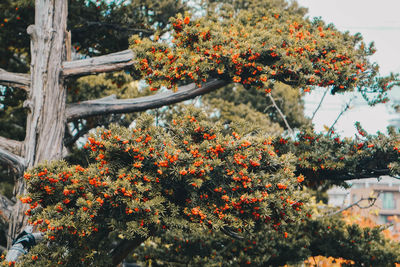 Close-up of flowering plants on tree during autumn