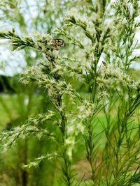 Close-up of fresh green plant