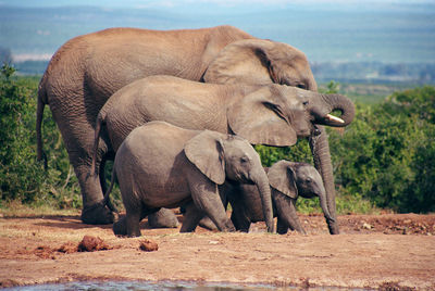 Close-up of elephant