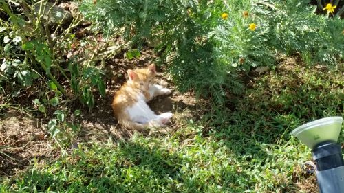 Cat on grass